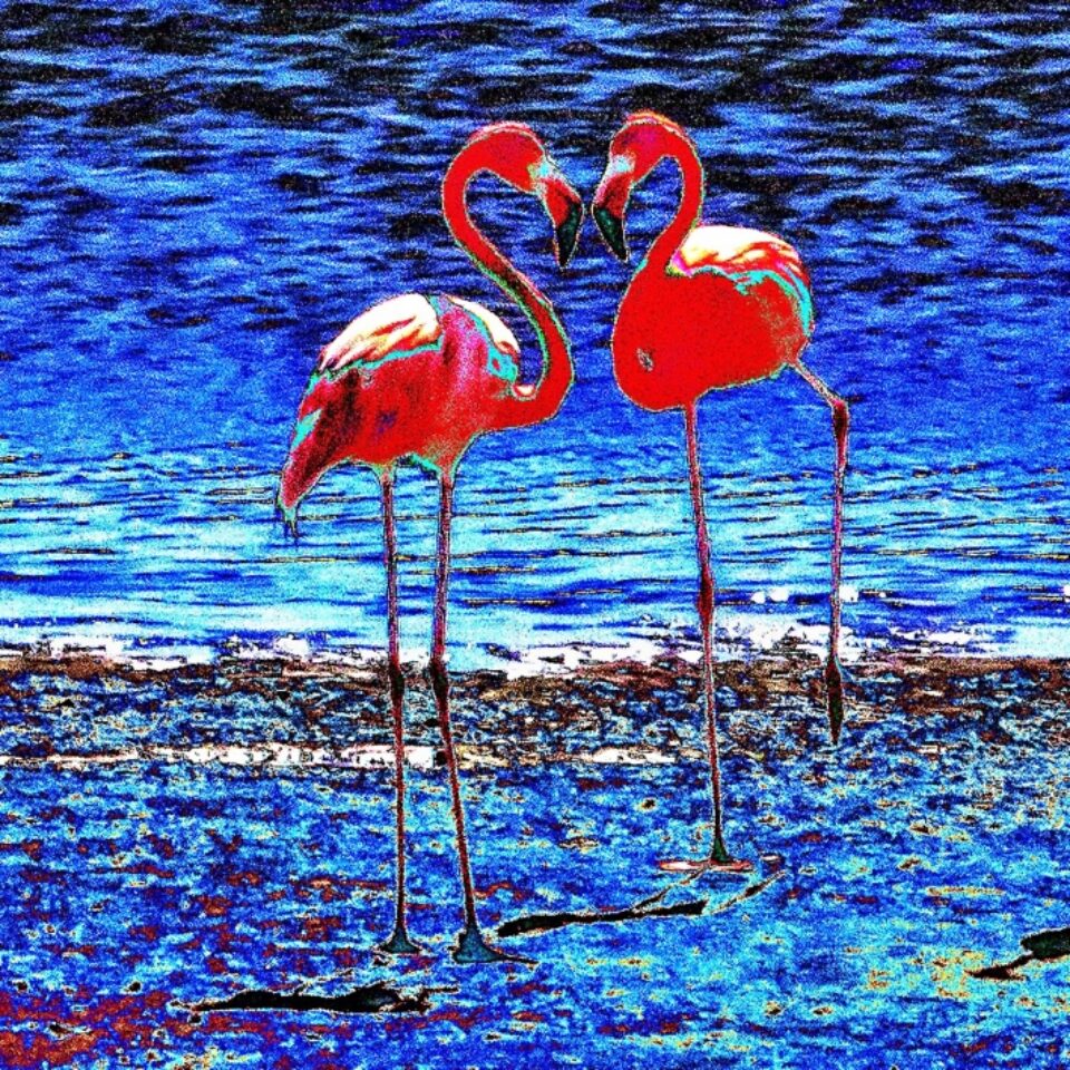 Flamingo red-blue